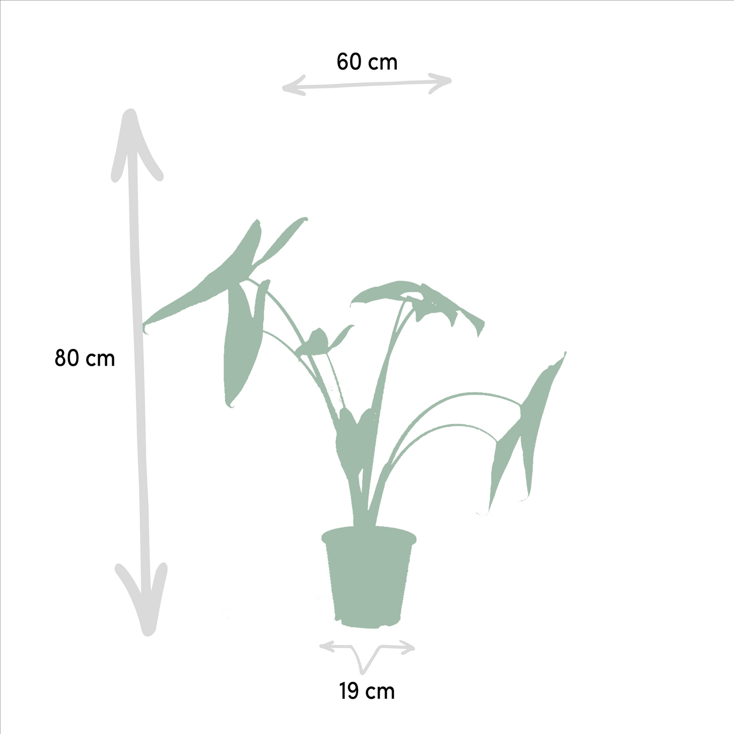 Tropen-Trio: Monstera, Alocasia & Strelitzia Set
