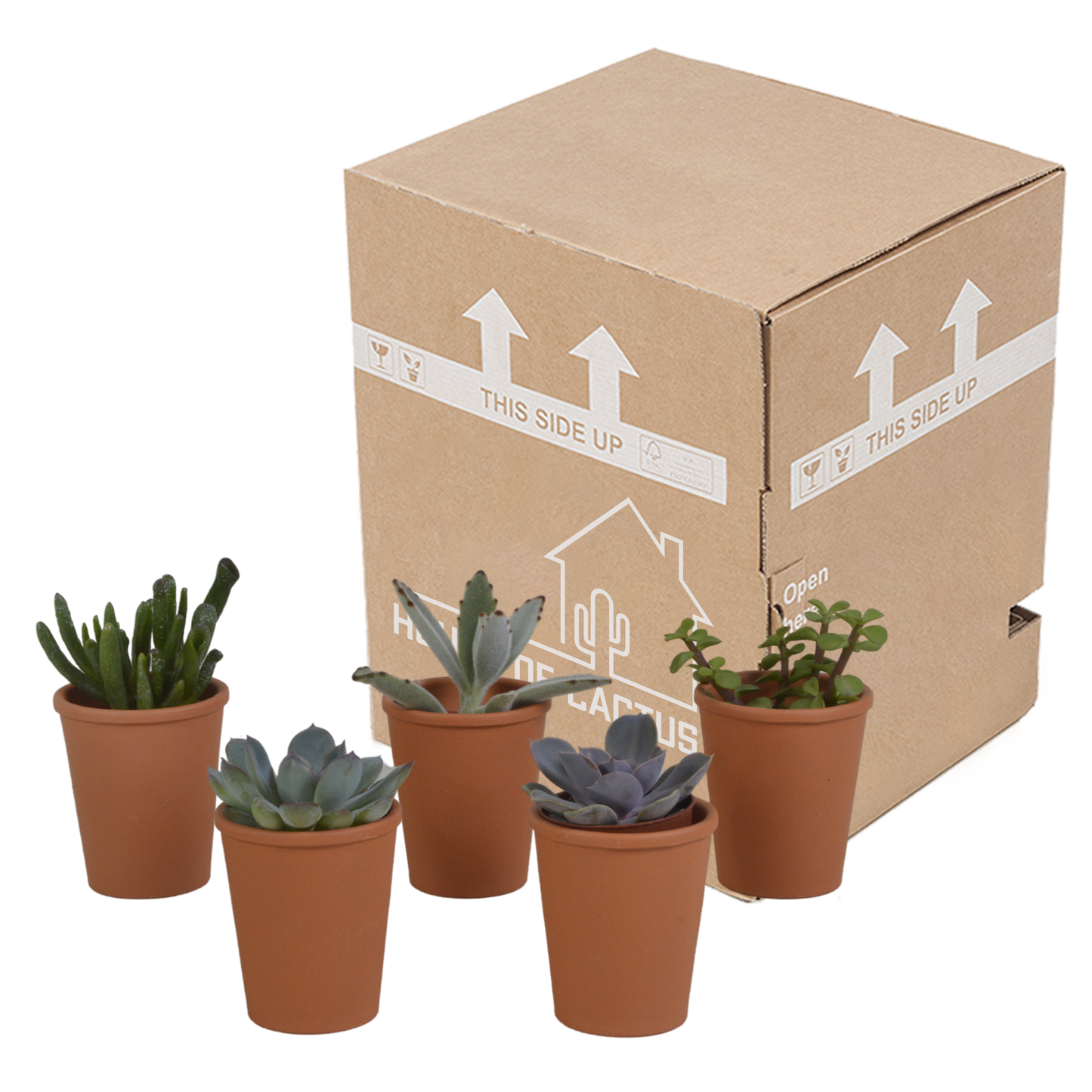 Vetplanten-Mischung 5,5 cm im Terrakottatopf – 5er Set