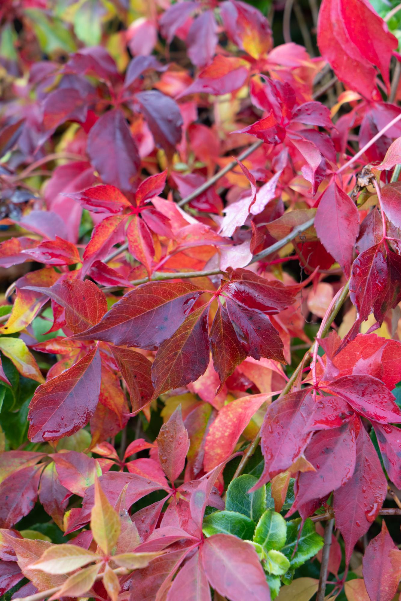 Parthenocissus henryana – Farbintensives Kletterwunder Ø15cm