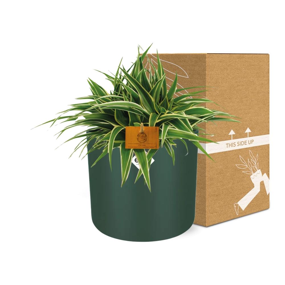 Chlorophytum Ocean 15cm – Pflegeleichte Spinnenpflanze