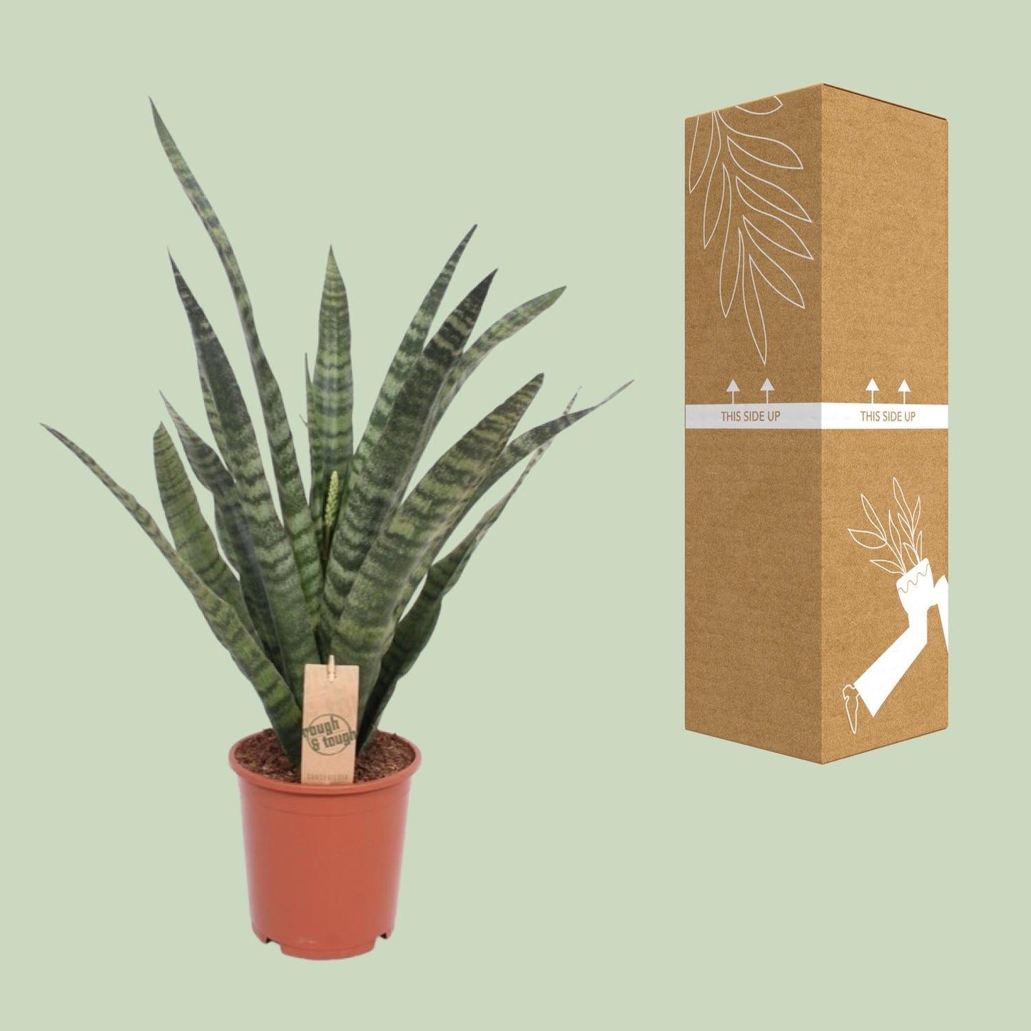 Sansevieria Diamond Green – Pflegeleichte Zimmerpflanze Ø19cm