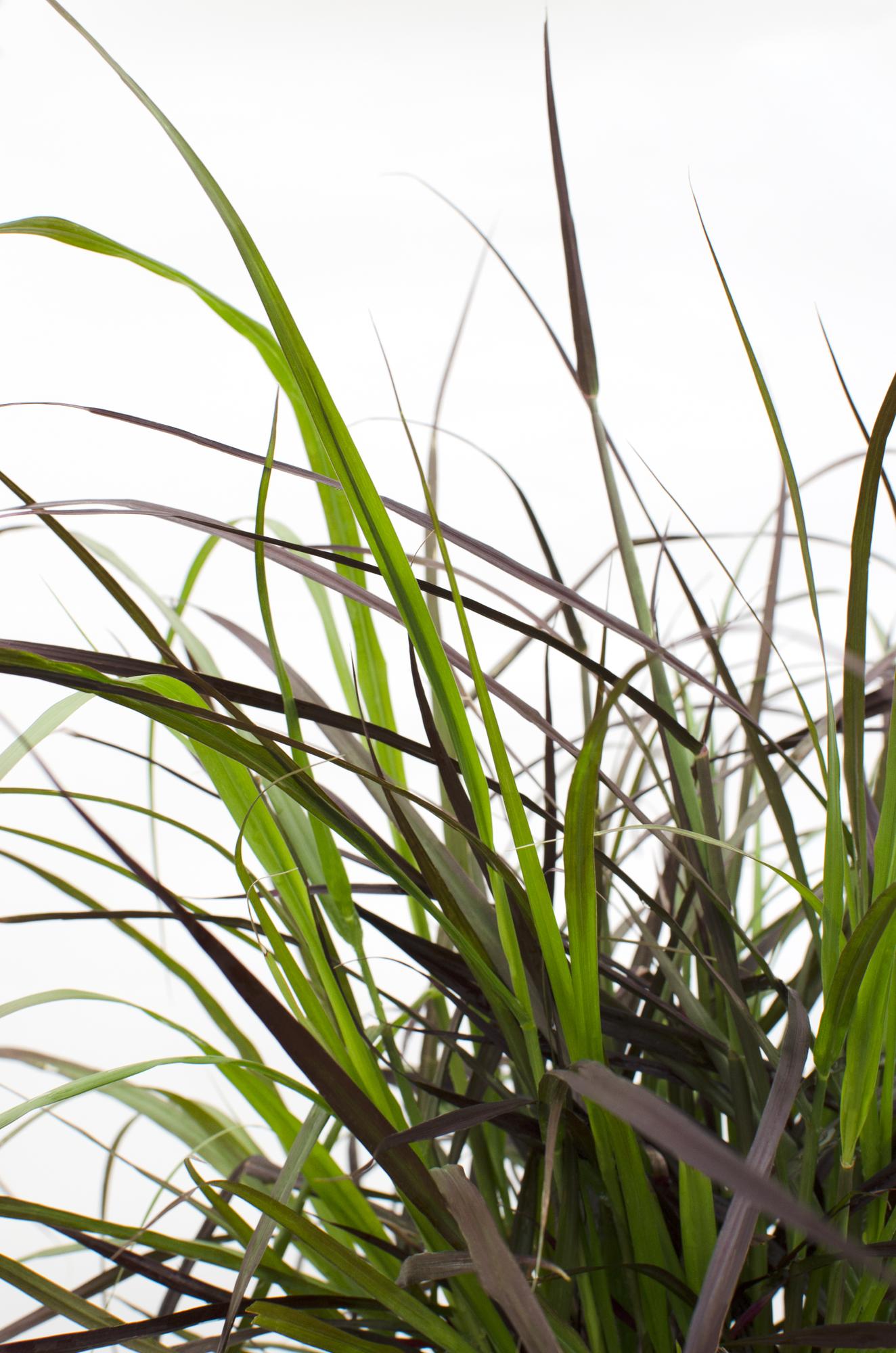 Pennisetum x advena 'Summer Samba' – Farbenfrohes Ziergras Ø19cm