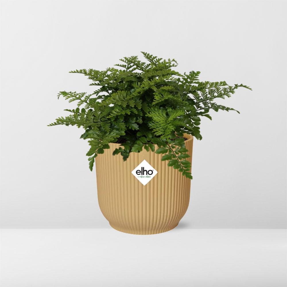 Asplenium Parvati – Pflegeleichte luftreinigende Zimmerpflanze im ELHO Vibes Fold Topf 14cm Gelb