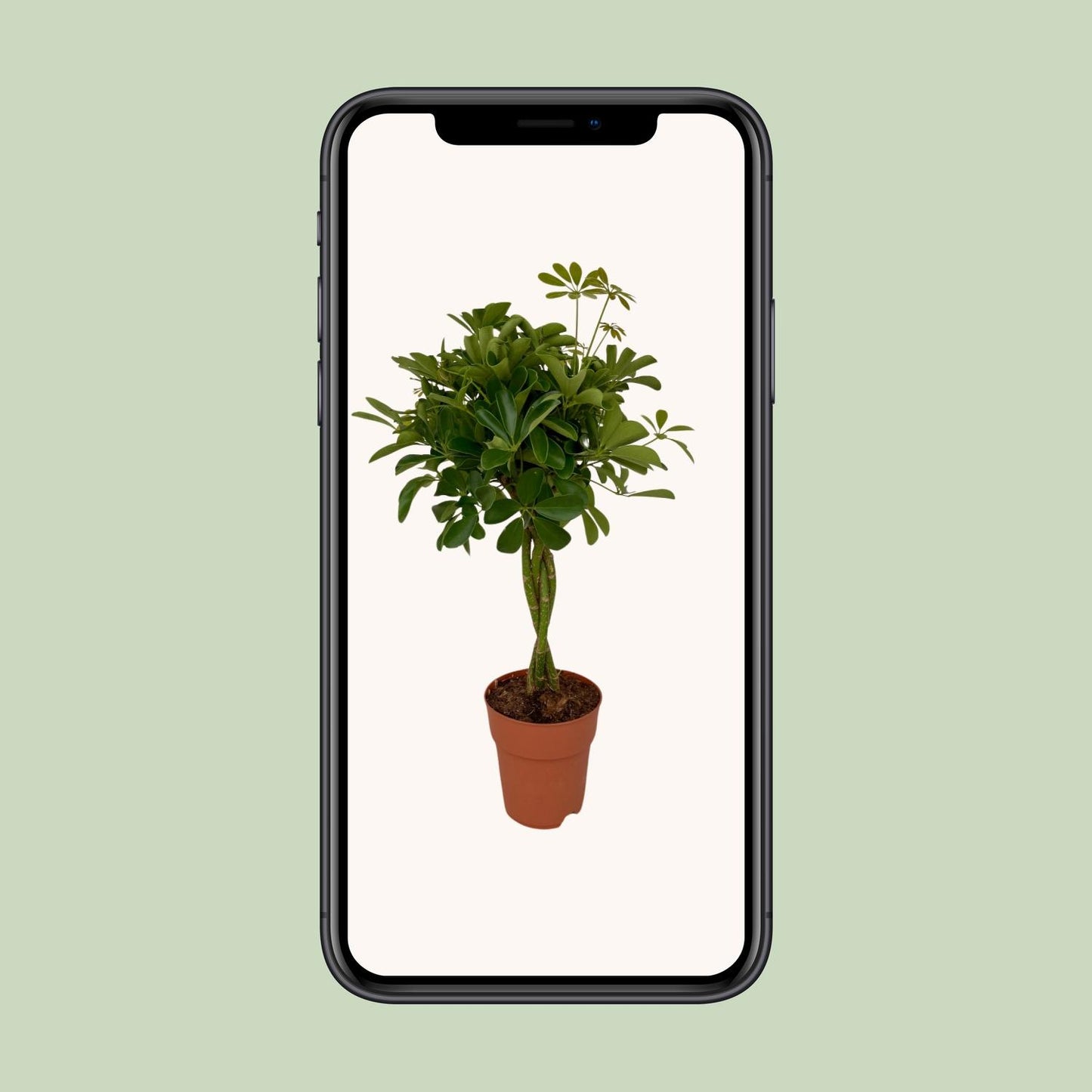 Schefflera Compacta – Pflegeleichter Schirmbaum Ø19cm, 80cm hoch