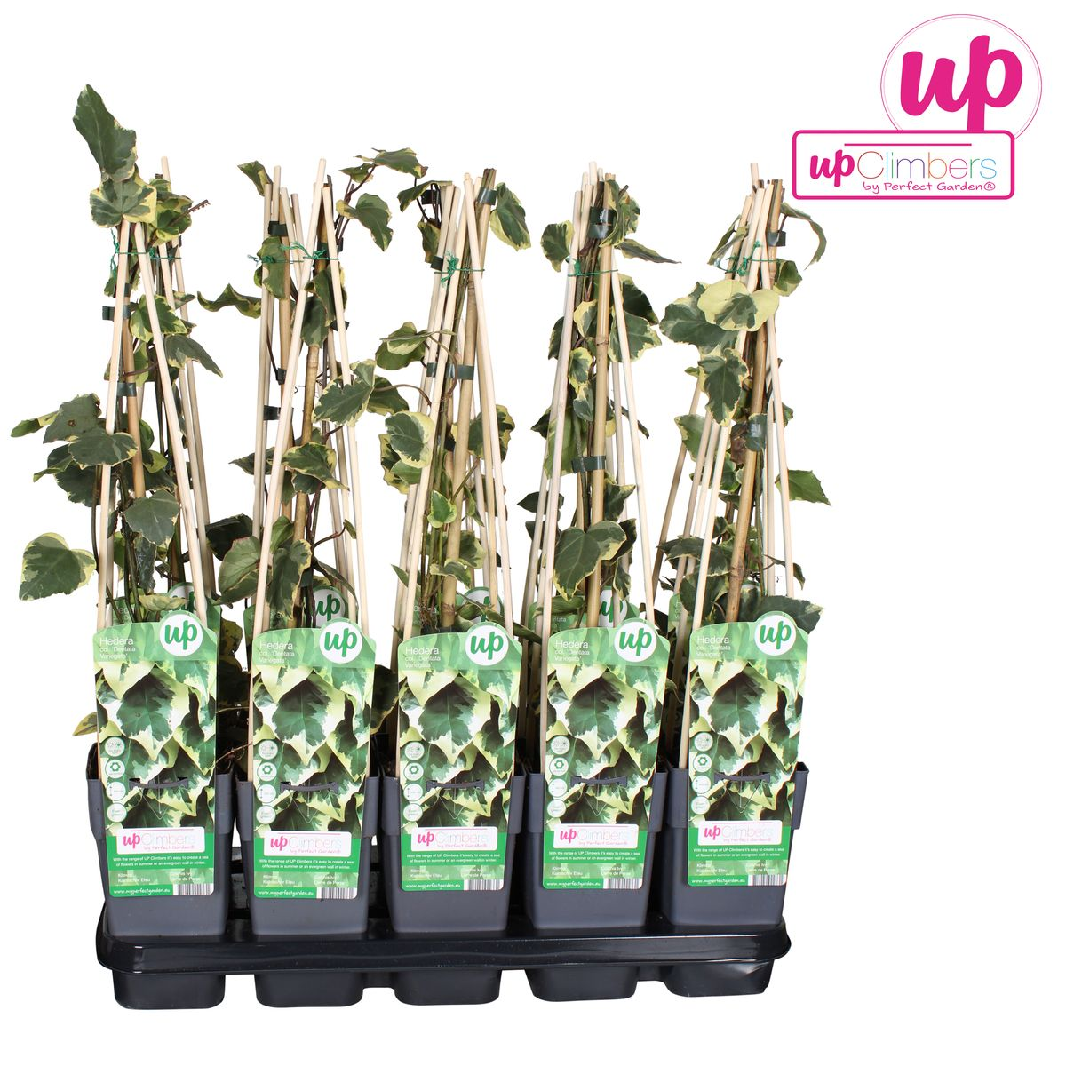 Hedera colchica 'Dentata Variegata' – Buntlaubiger Efeu Ø15cm