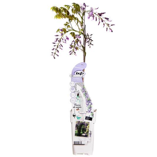 Wisteria sinensis Caroline – Purpurner Regen Kletterpflanze Ø15cm