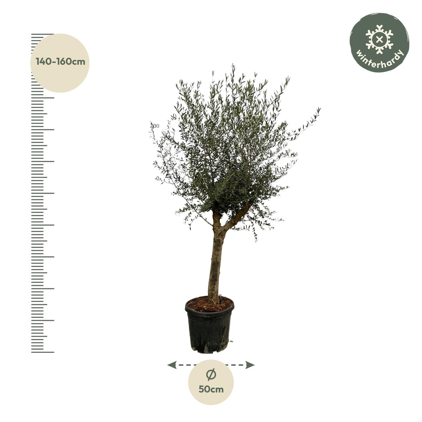Olea Lorc – Eleganter Olivenbaum 200 cm Ø45 cm