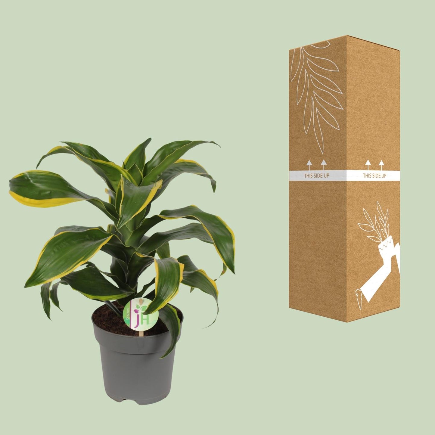 Dracaena Fragrans Grün-Gelb – Pflegeleichte Zimmerpflanze Ø17cm