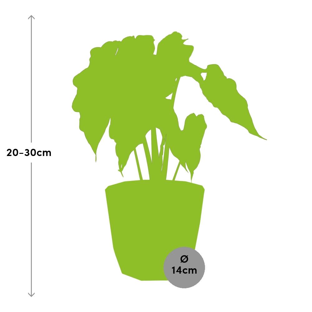 Alocasia ‘Polly’ in ELHO b.for rock 14 cm warm grey