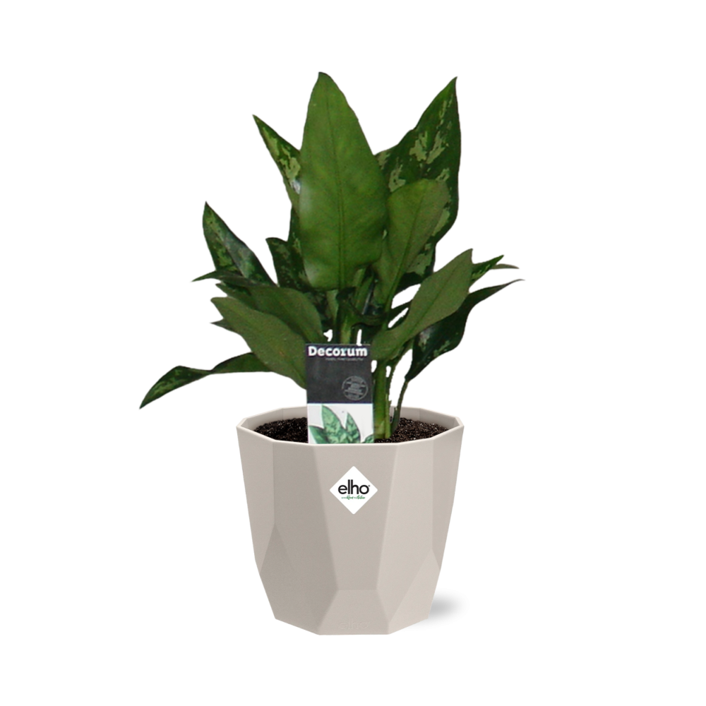 Aglaonema Maria in ELHO b.for rock 14 cm warm grey – Pflegeleichte Zimmerpflanze