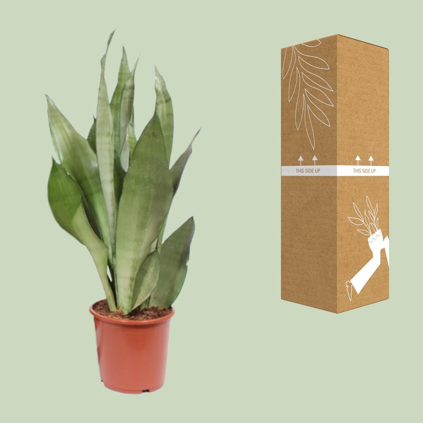 Sansevieria Moonshine – Pflegeleichte Zimmerpflanze Ø17cm