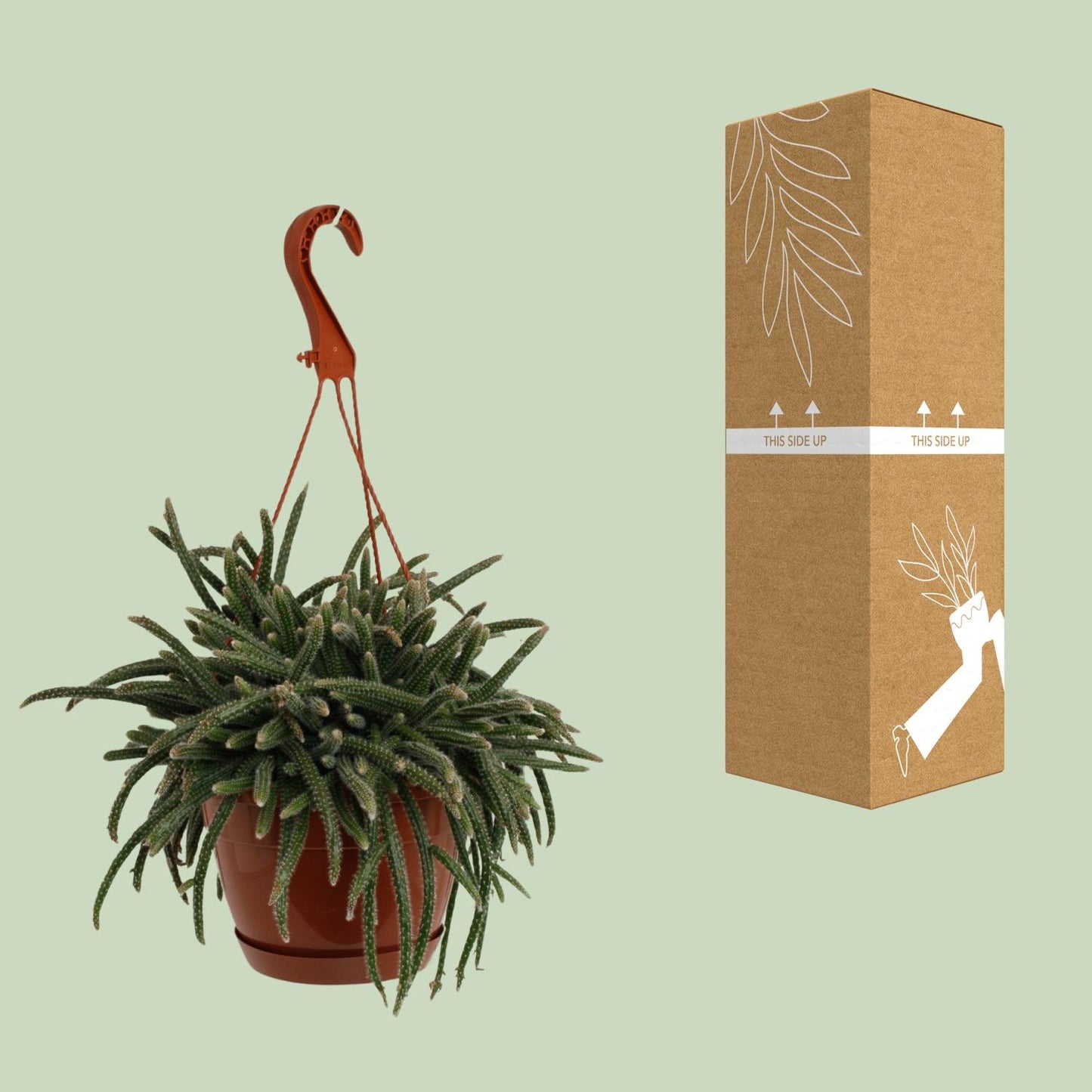Rhipsalis Baccifera Horrida – Pflegeleichte Trendpflanze Ø17cm