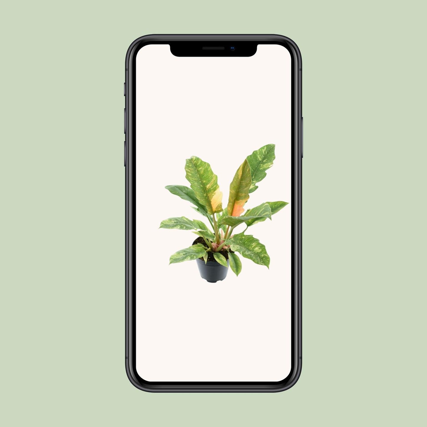 Philodendron Ring of Fire – Exotische, pflegeleichte Zimmerpflanze Ø14cm