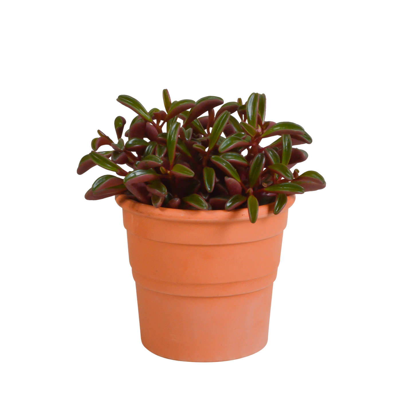 Peperomia graveolens im mediterranen Terrakottatopf