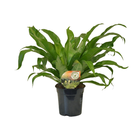 Asplenium Antiquum – Pflegeleichte Spleenwort-Pflanze Ø17cm