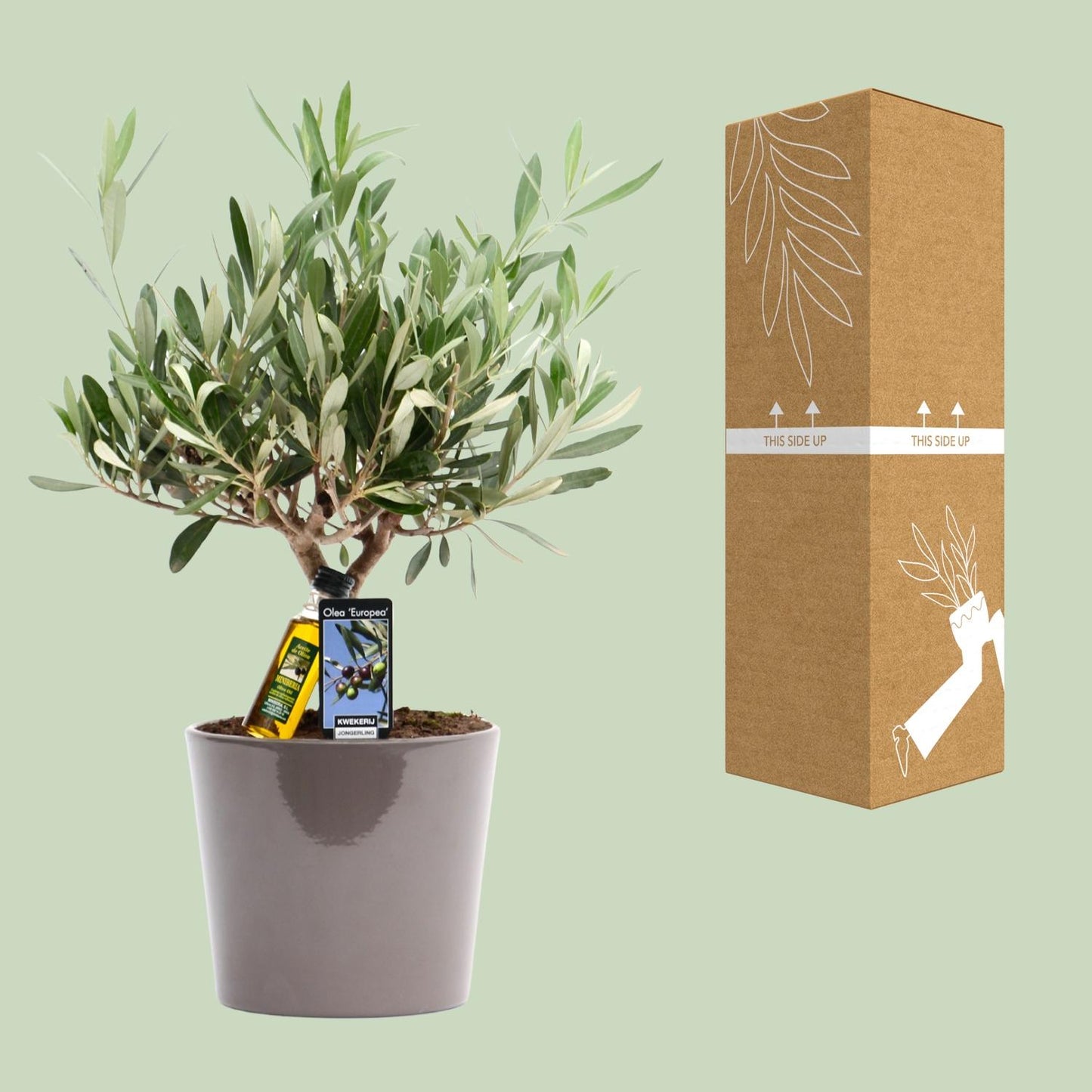 Gewöhnliche Olive Olea europaea Ø16cm, 35cm hoch