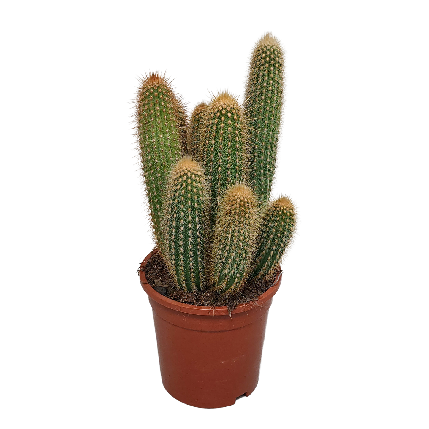 Vatricania Guentheri Säulenkaktus 17 cm – ohne Topf