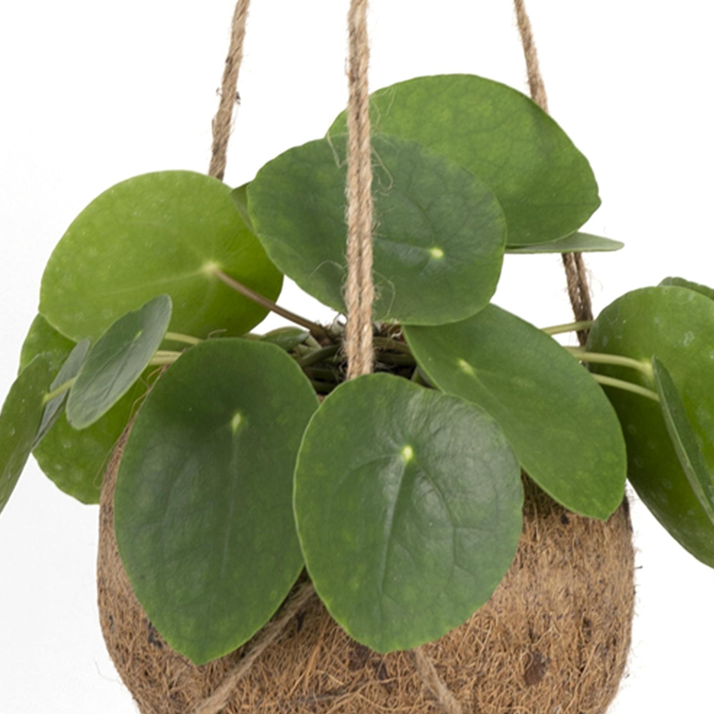 Kokedama Pilea Peperomioides Ø15cm – Pflegeleichte Zimmerpflanze