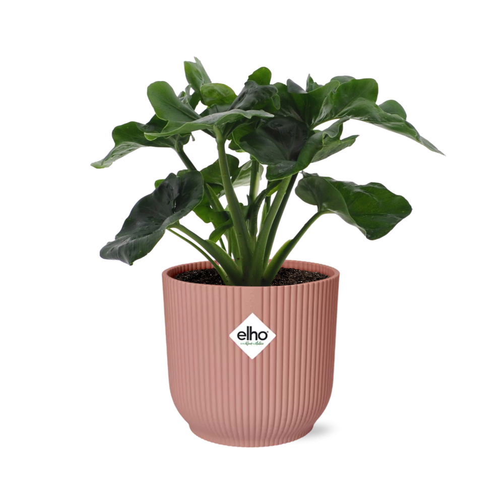 Philodendron Atom in ELHO Vibes Fold 14cm rosa