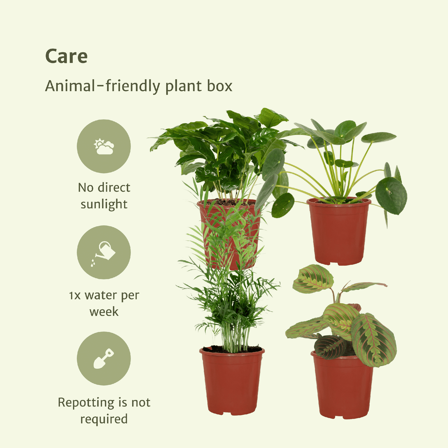 Tierfreundliche Zimmerpflanzen 4er-Set Ø12cm – Pflegeleicht & Modern
