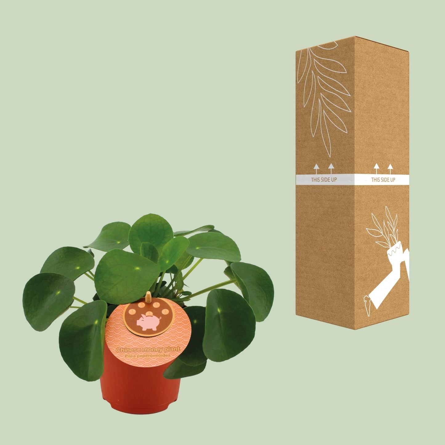 Pilea Peperomioides – pflegeleichte Zimmerpflanze Ø11cm