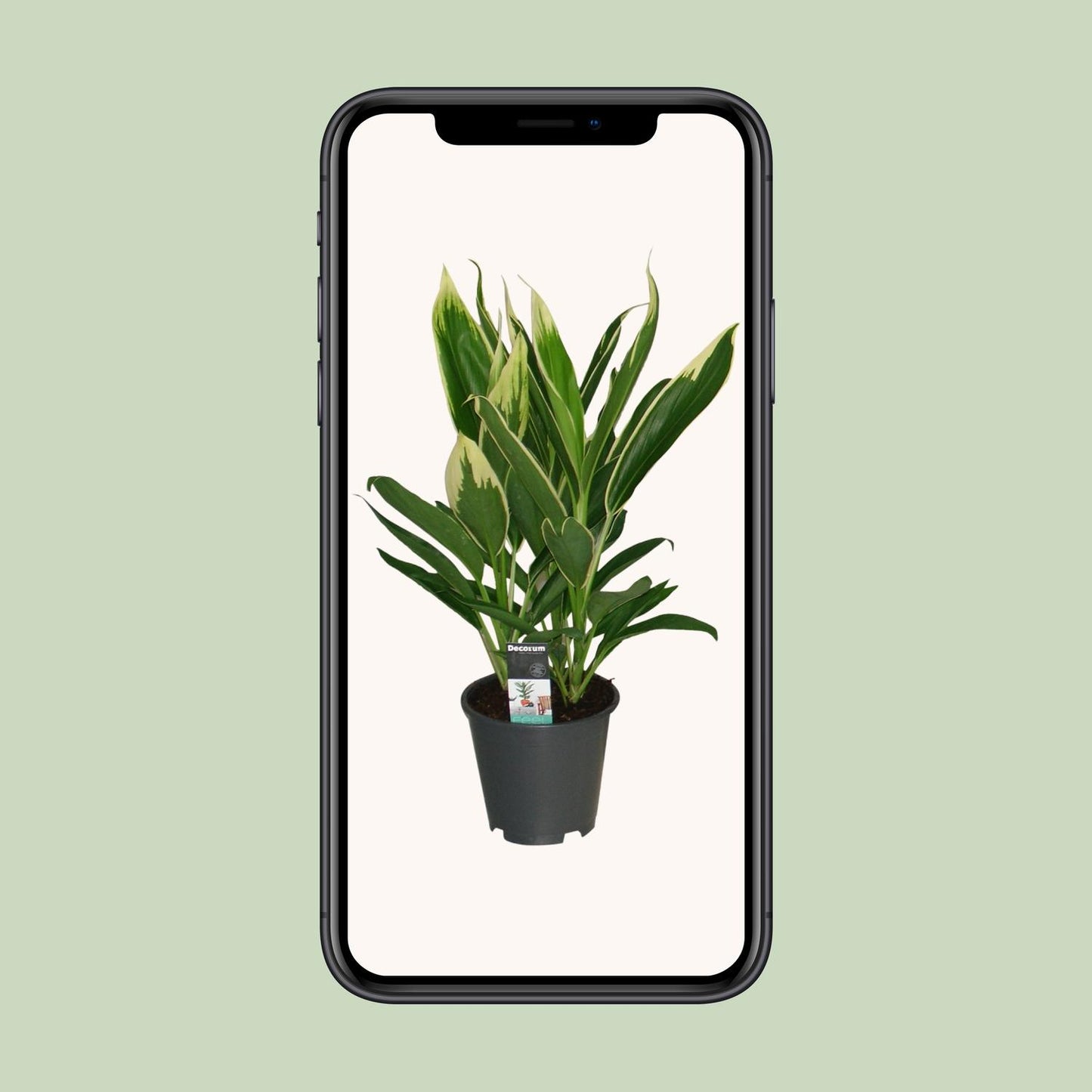 Cordyline New Conga – Pflegeleichte Zimmerpflanze Ø19cm