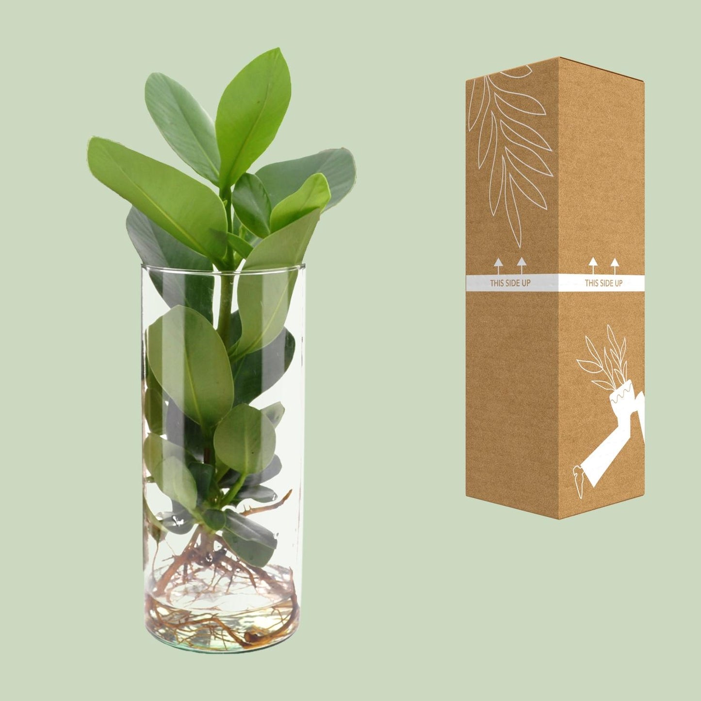 Clusia Hydroponie Pflanzenmix im Cylinder Glas Ø12cm