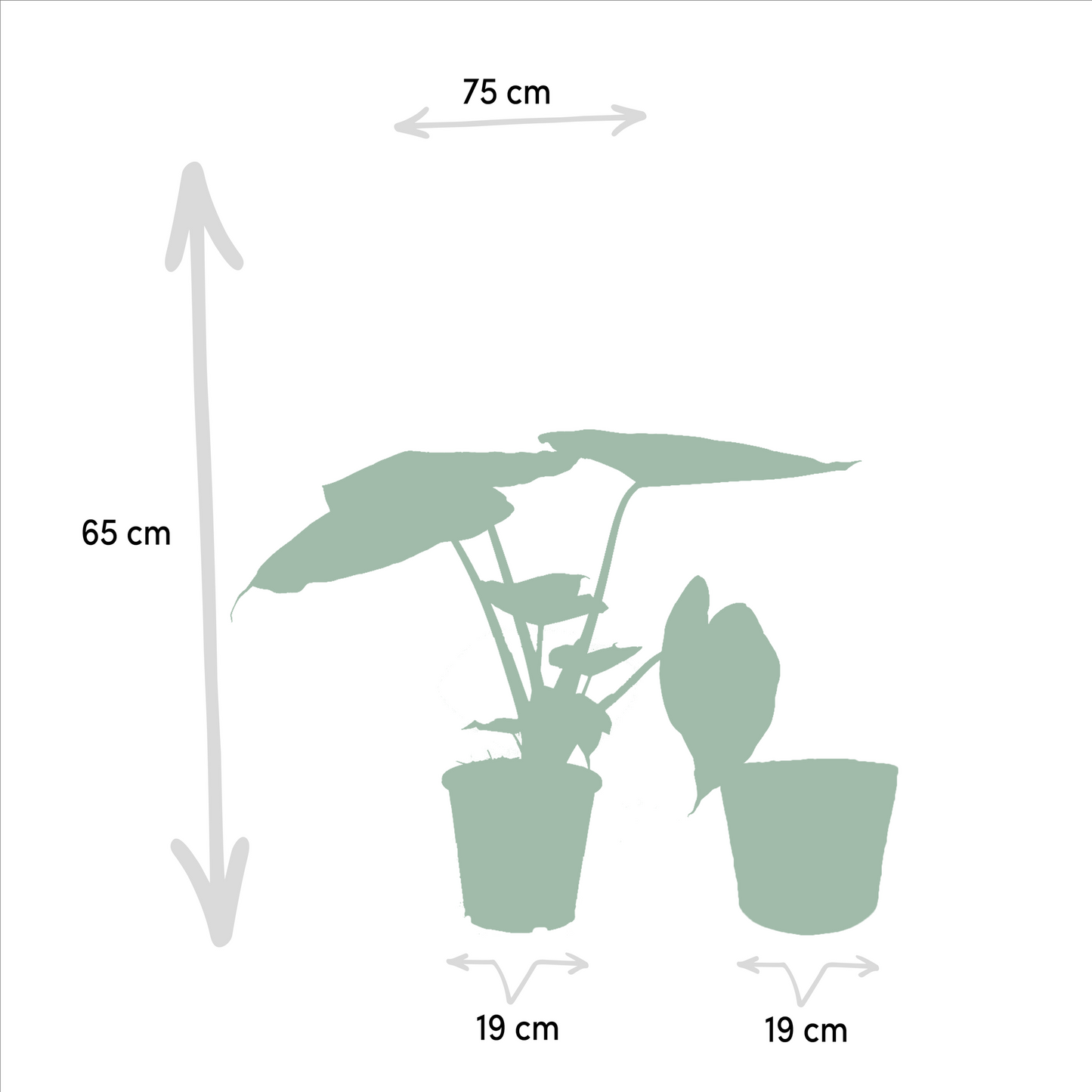 Ficus Elastica Melany & Alocasia Wentii im Korb – Pflegeleichtes Duo Ø21/Ø19 cm