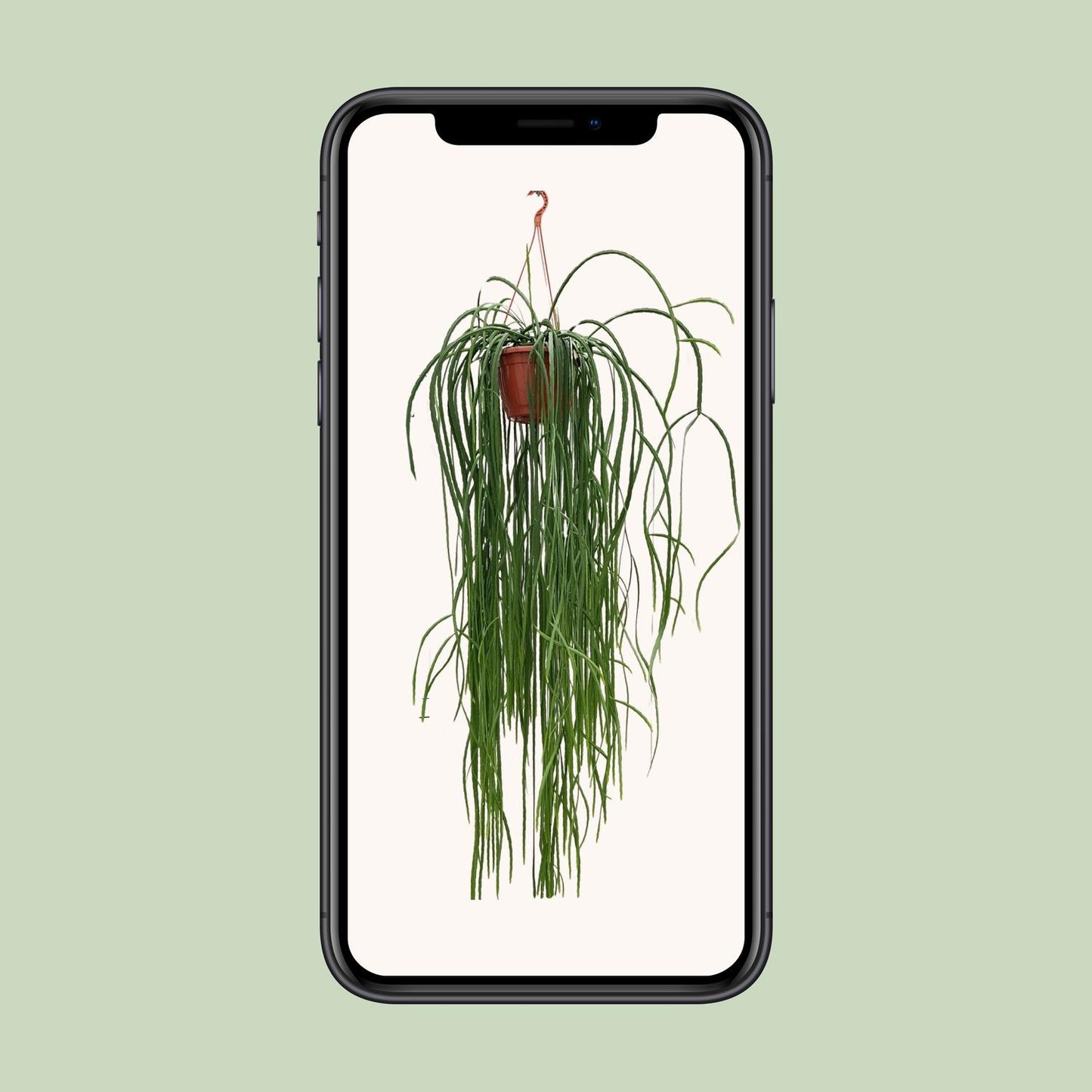 Lepismium Bolivianum – Pflegeleichter Hängekaktus Ø20cm