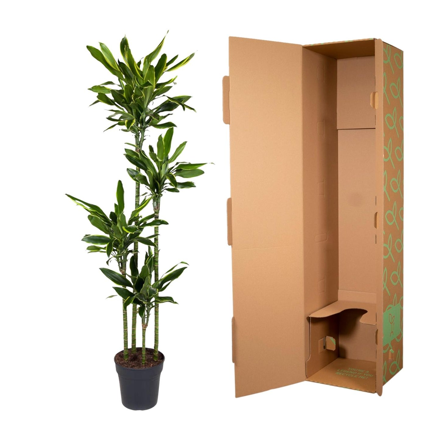 Dracaena Golden Coast – 170 cm, pflegeleichte Zimmerpflanze