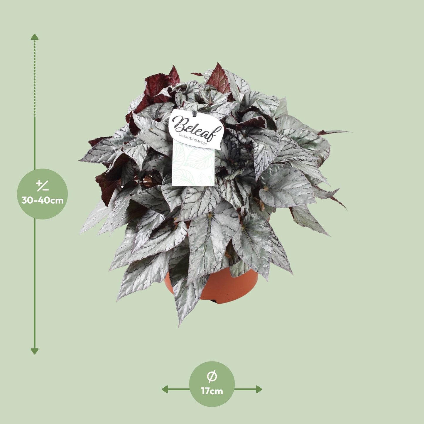 Begonia Beleaf Evening Glow – Pflegeleichte Zimmerpflanze Ø17cm