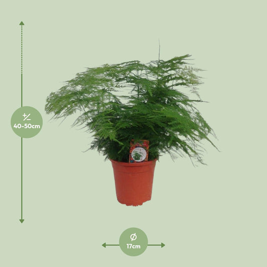 Asparagus setaceus – pflegeleichter Asparagus-Farn Ø17cm