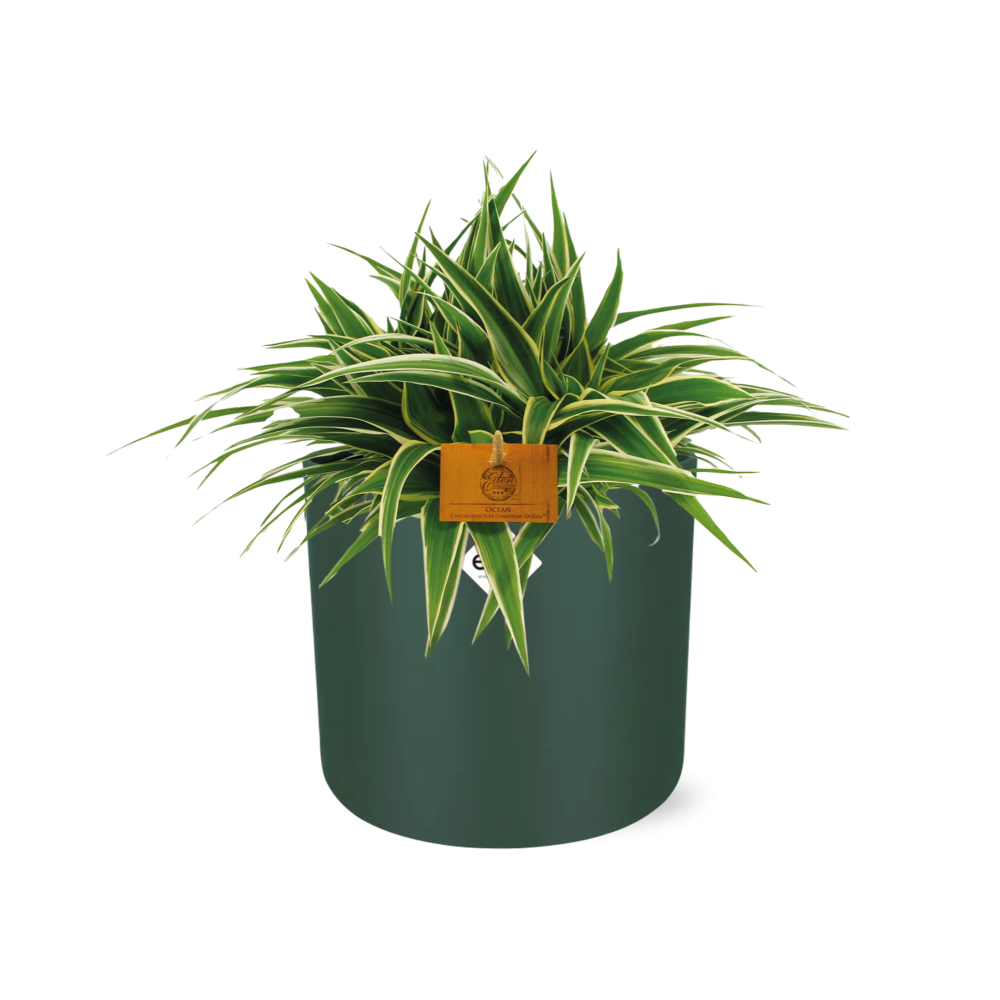 Chlorophytum Ocean 15cm – Pflegeleichte Spinnenpflanze