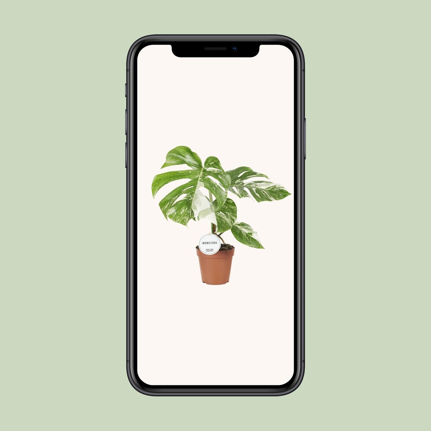 Monstera Deliciosa Variegata – Pflegeleichte Trendpflanze Ø15cm