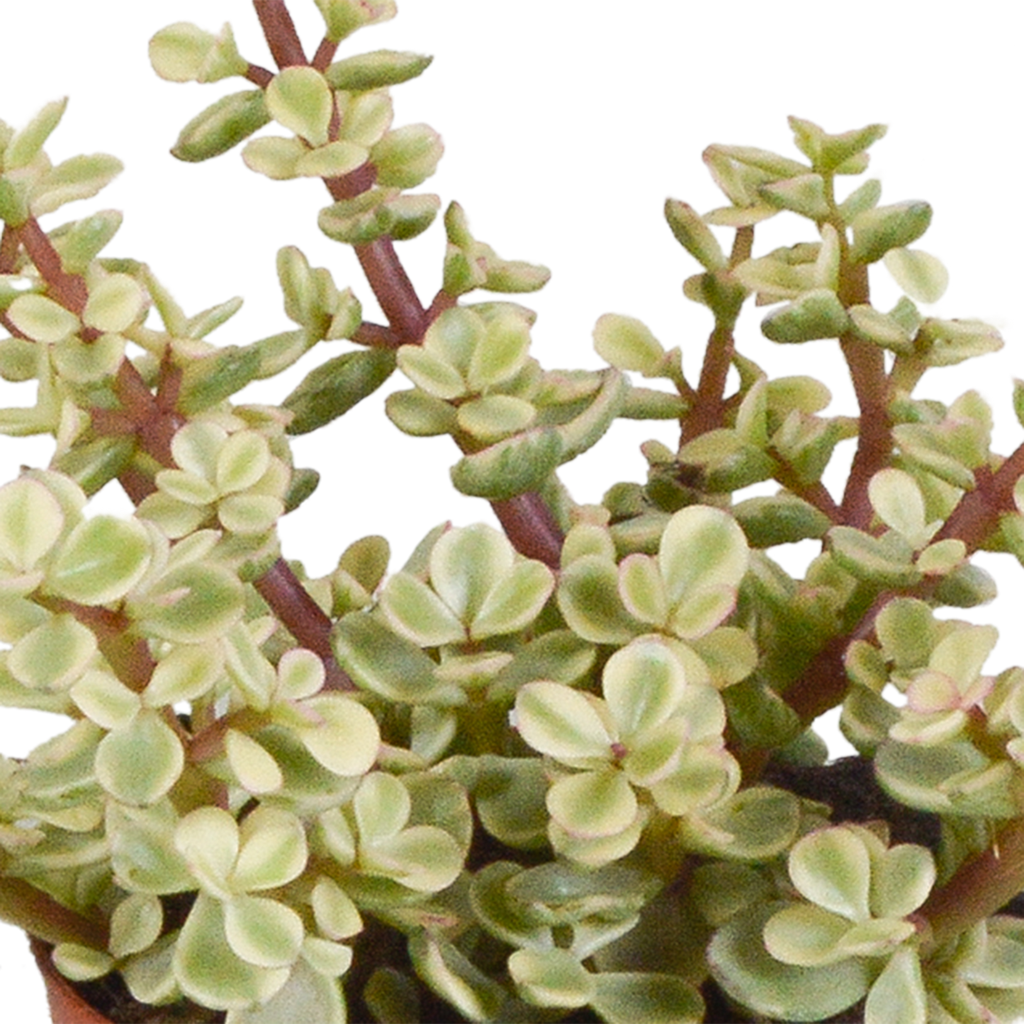Crassula-Mix 3er Set in handbemalter Vase