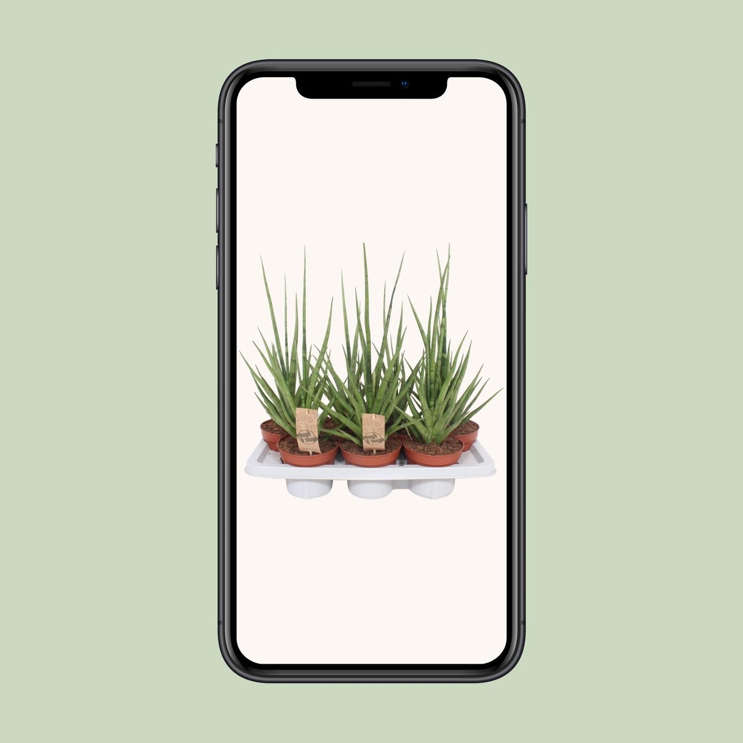 Bogenhanf Gracilis Grey – Pflegeleichte Zimmerpflanze 55 cm