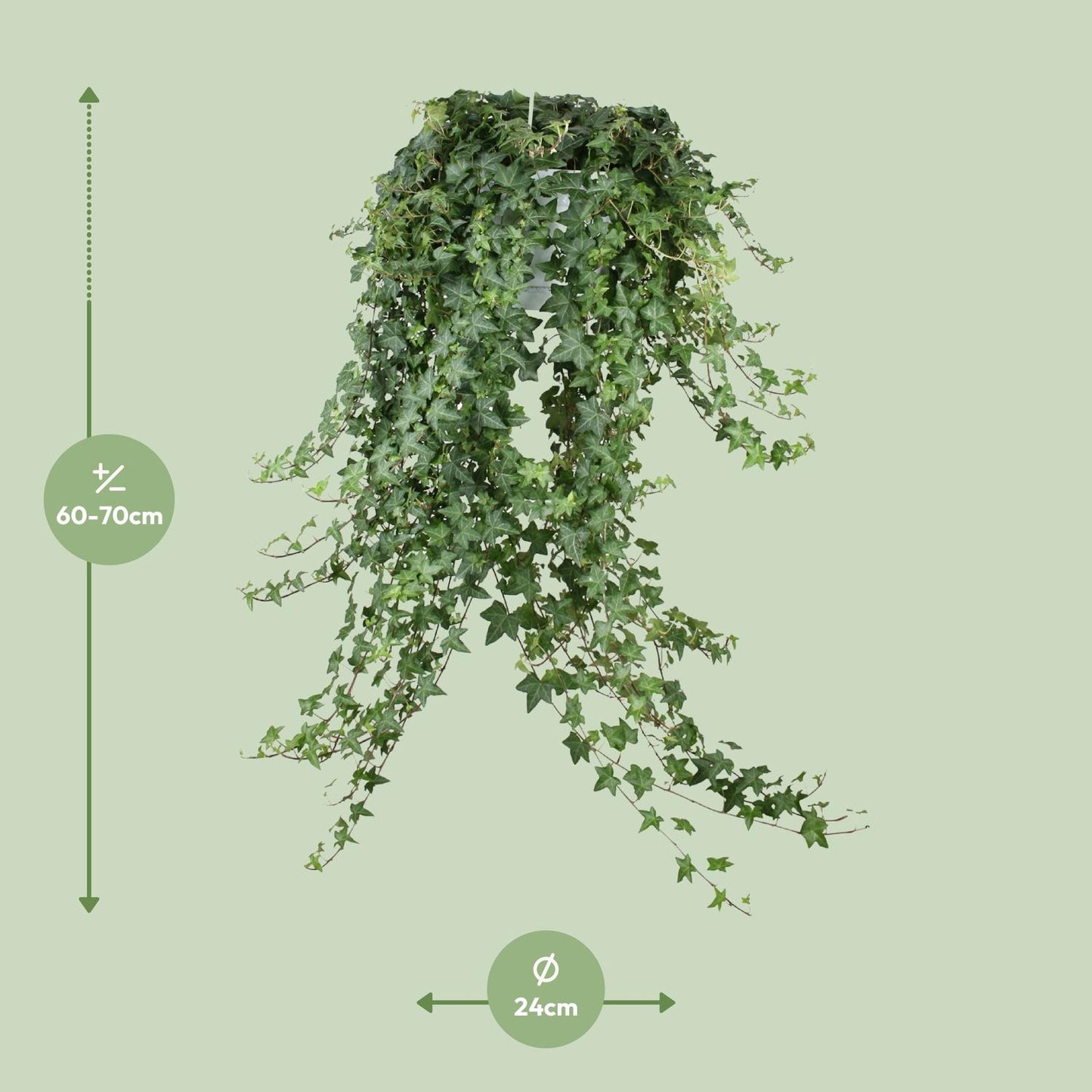Hedera Helix Pitsburg XXL – Pflegeleichter Efeu Ø24cm