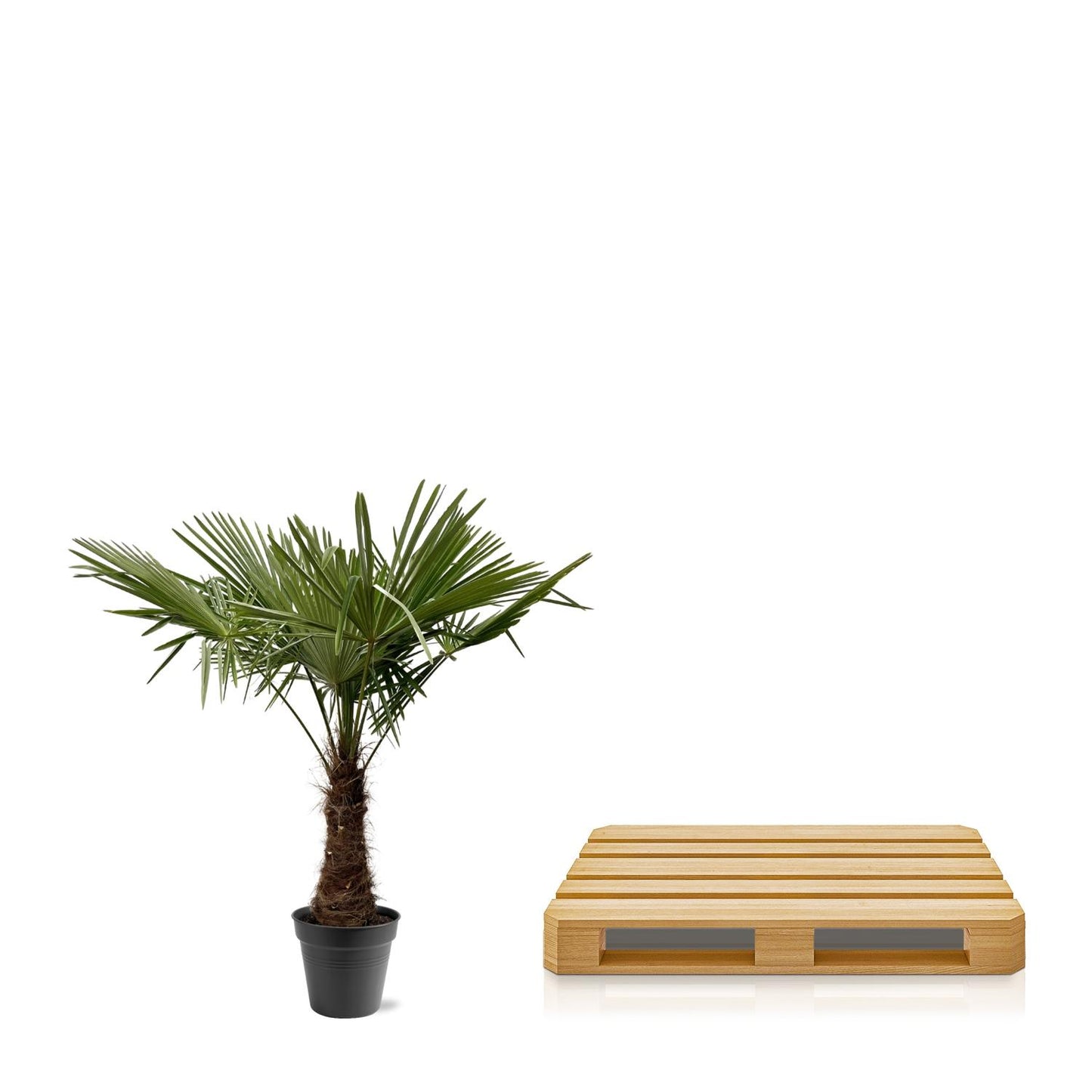 Trachycarpus Fortuneii – Robuste Fächerpalme 220-240 cm