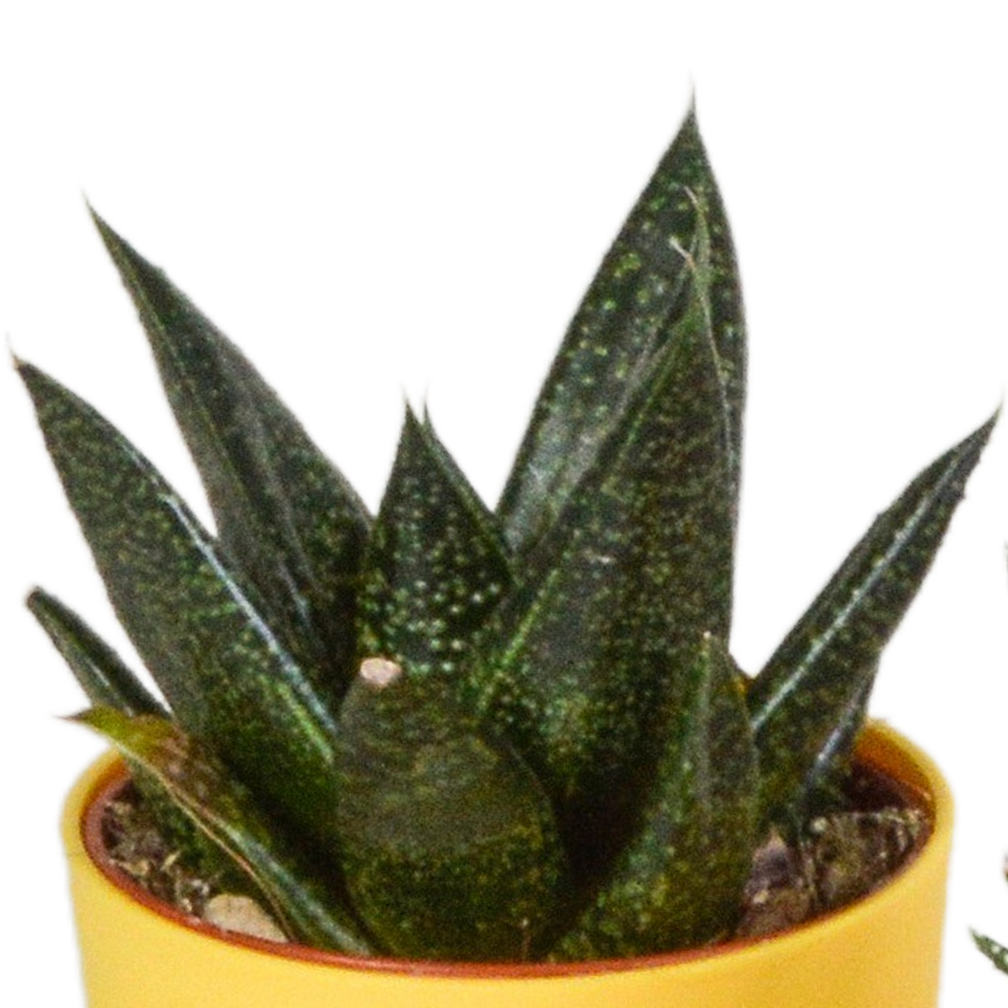 Gasteria & Haworthia Sukkulenten-Mix, 5er Set