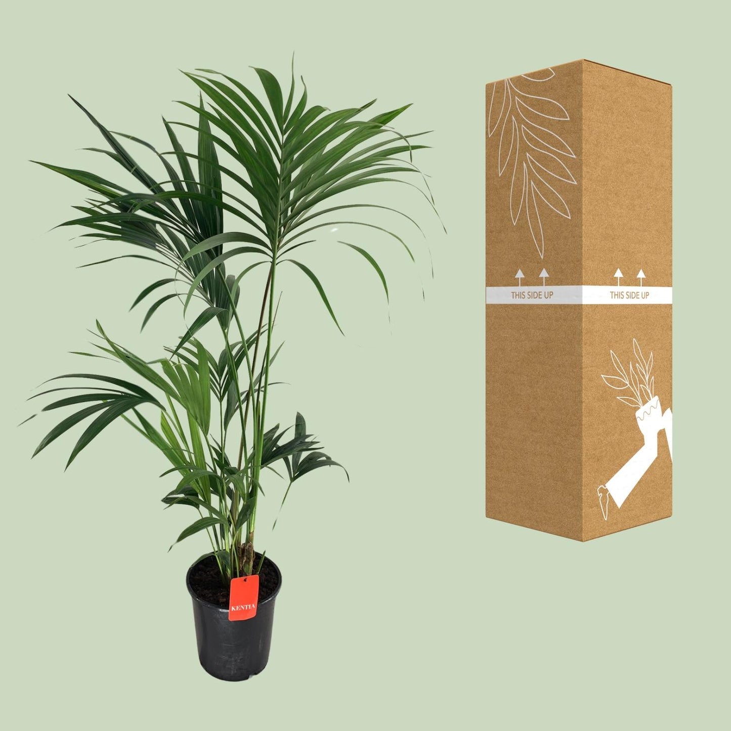 Kentia-Palme (Howea Forsteriana) Ø24cm, 130cm hoch