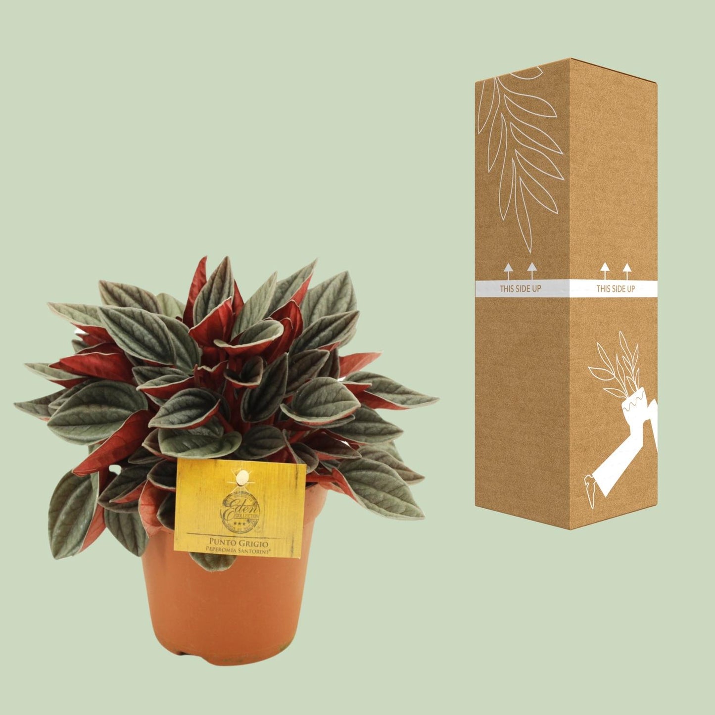 Peperomia Santorini – Pflegeleichte Zimmerpflanze Ø12cm