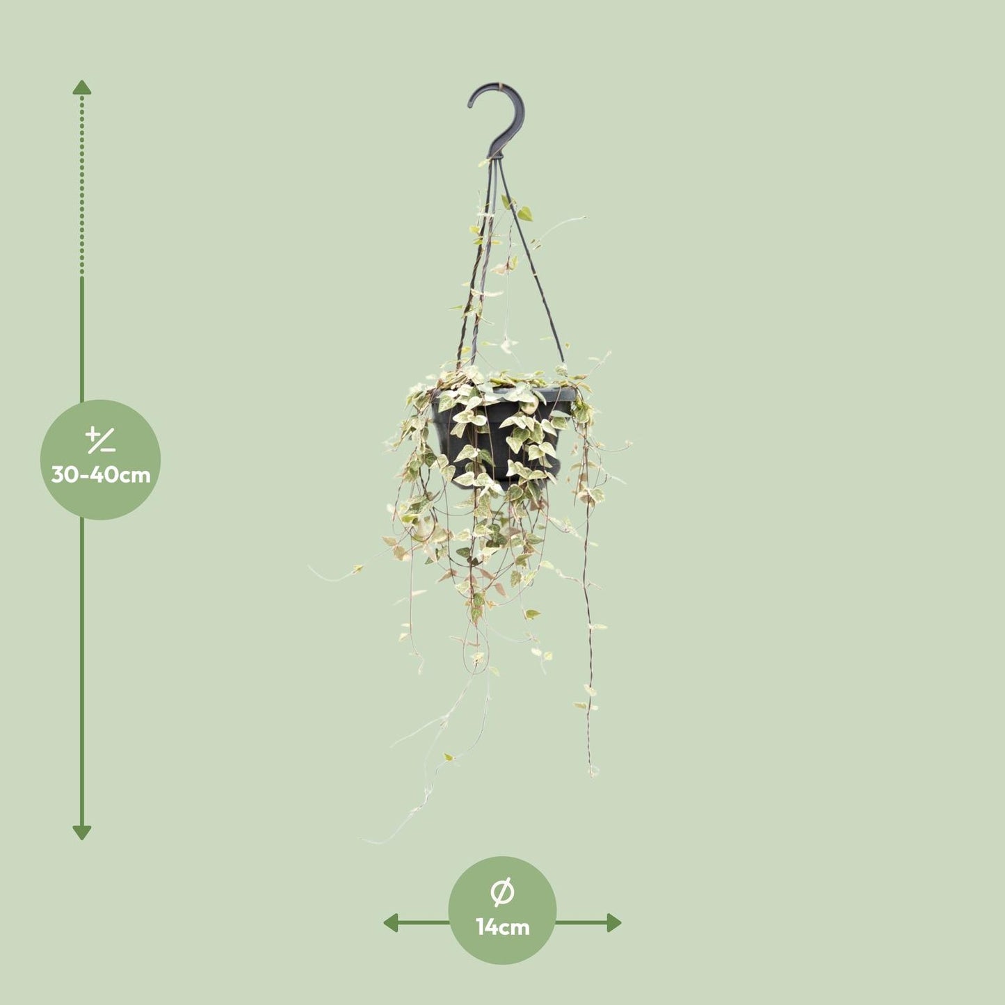 Ceropegia Woodii – Pflegeleichte Herzchenpflanze Ø14cm