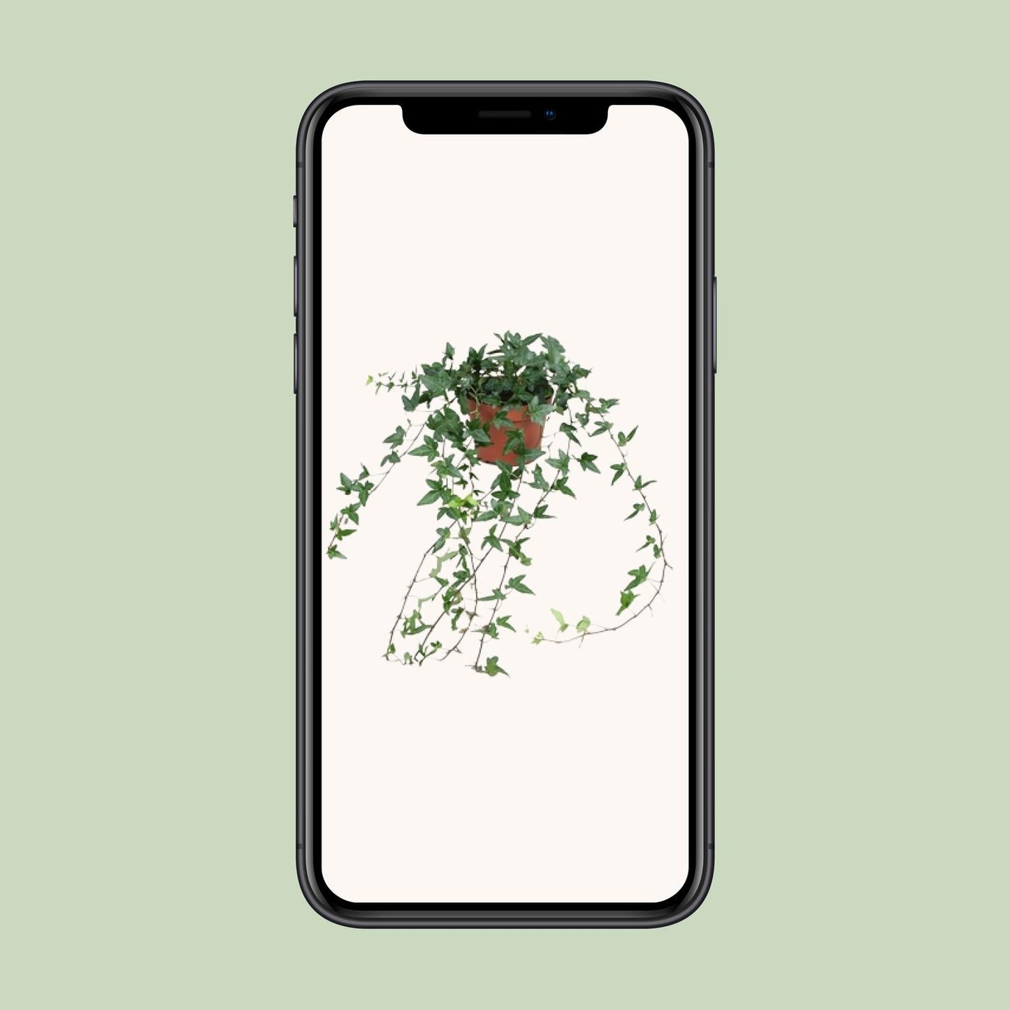 Efeu Hedera Helix Shamrock Ø13cm – Pflegeleicht & Luftreinigend