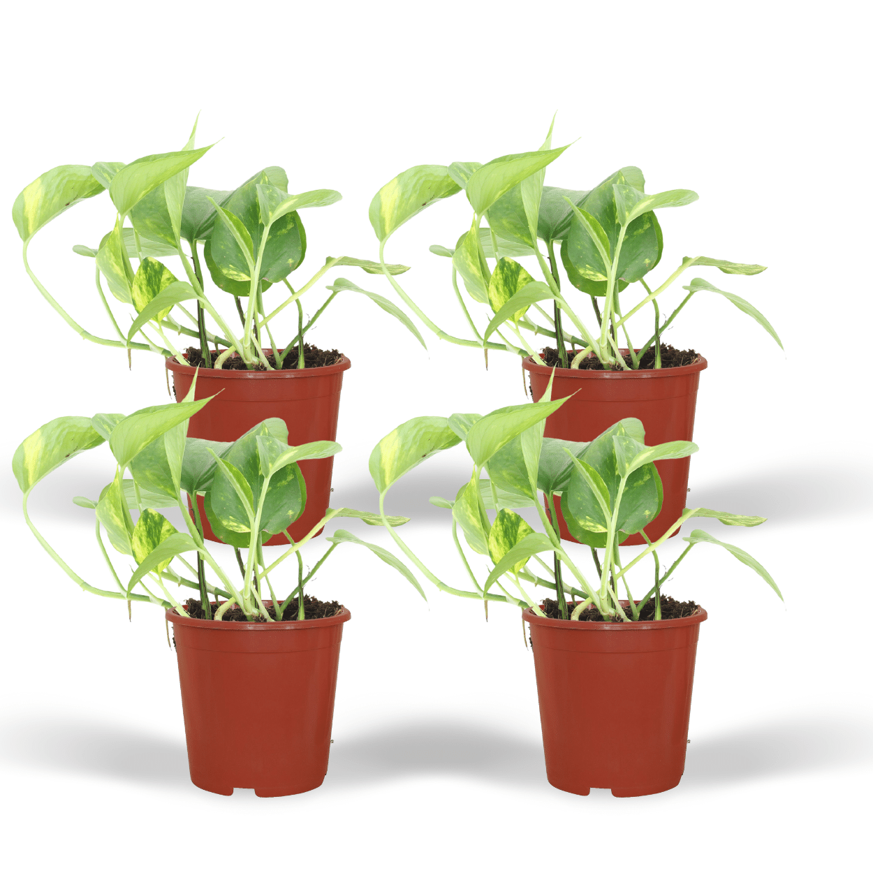 Epipremnum Aureum (Scindapsus) – 4er Set, Ø12cm, ca. 20cm Höhe