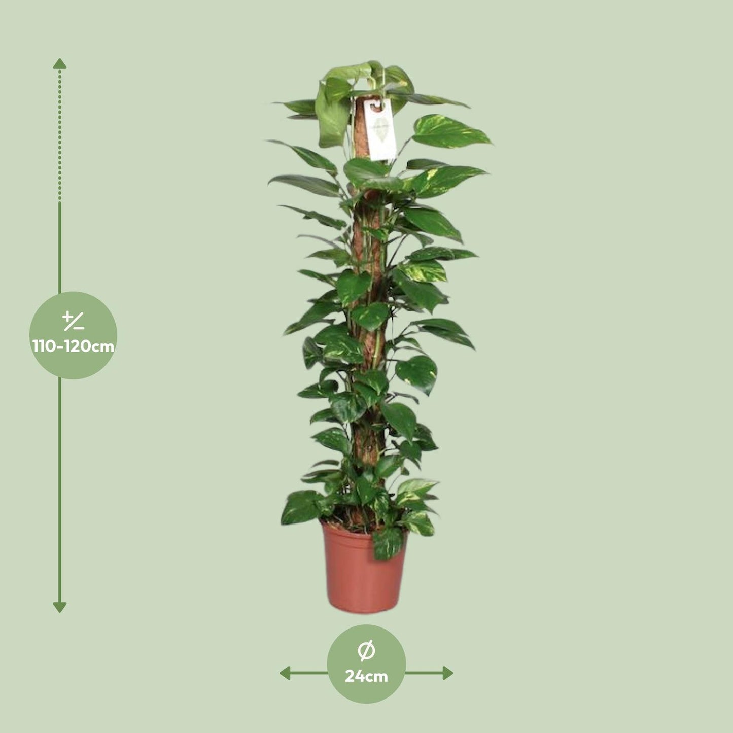 Epipremnum Pinnatum Mosstok – Pflegeleichte Kletterpflanze 120 cm