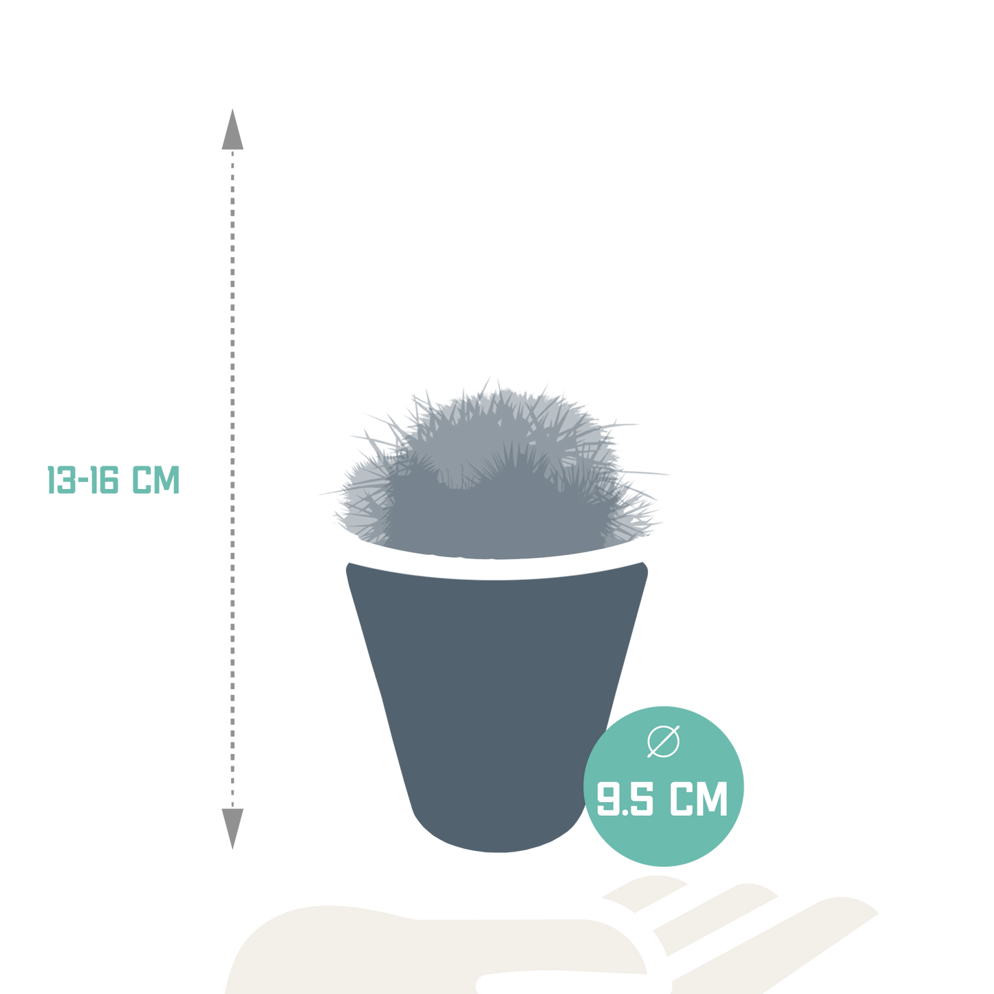 Bolcactus Kakteen-Mischung im weißen Topf 8,5 cm