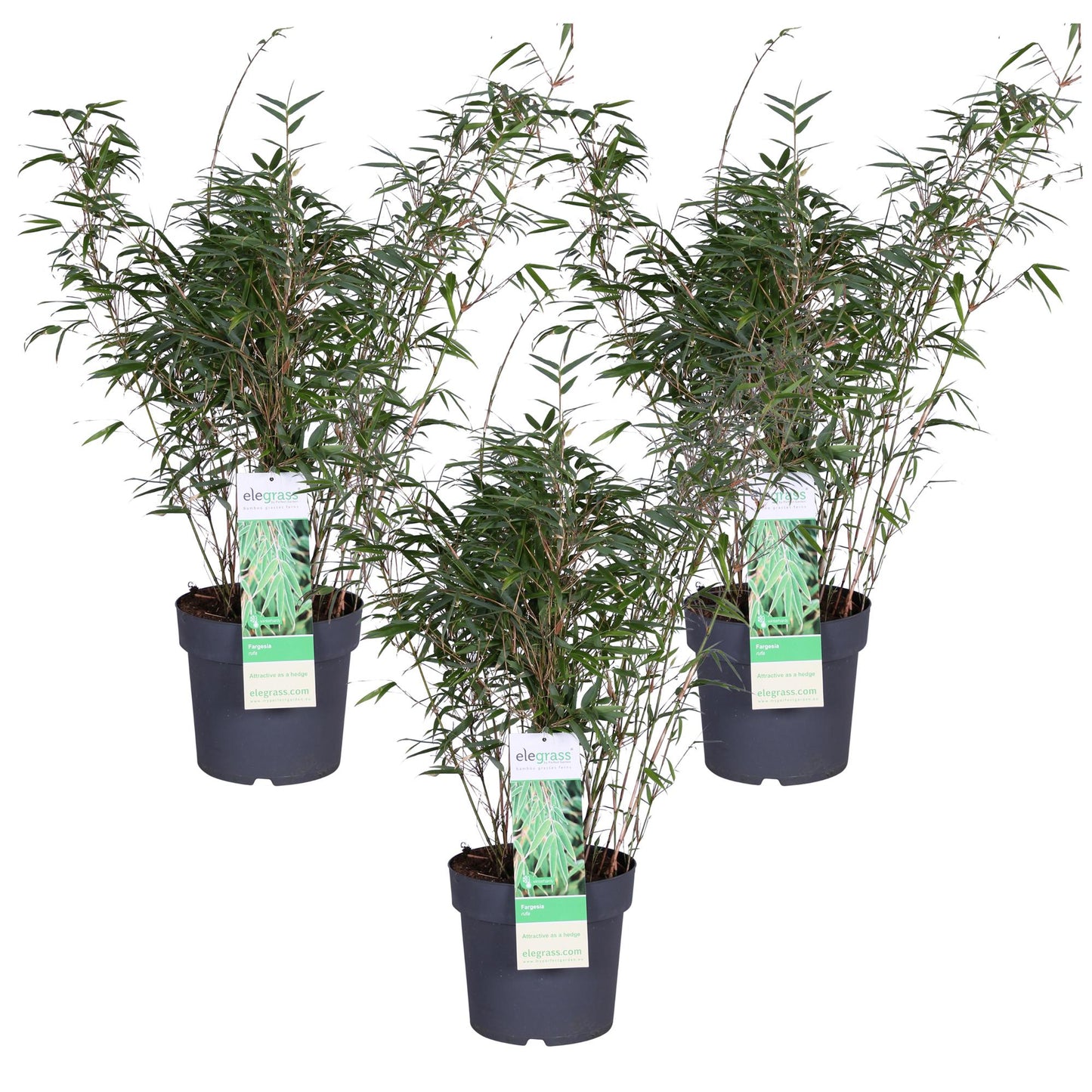 3x Fargesia rufa – Kompakter pflegeleichter Bambus Ø23cm, 80cm hoch