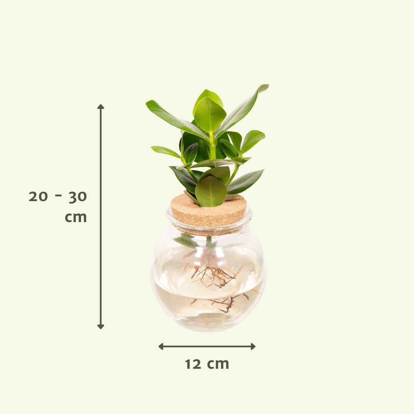 Clusia Hydroponie Pflanzenmix im Glas Ø12cm – Pflegeleicht & Modern