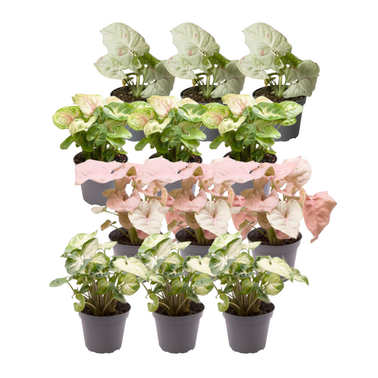 12x Syngonium Mix – Bunte, pflegeleichte Zimmerpflanzen