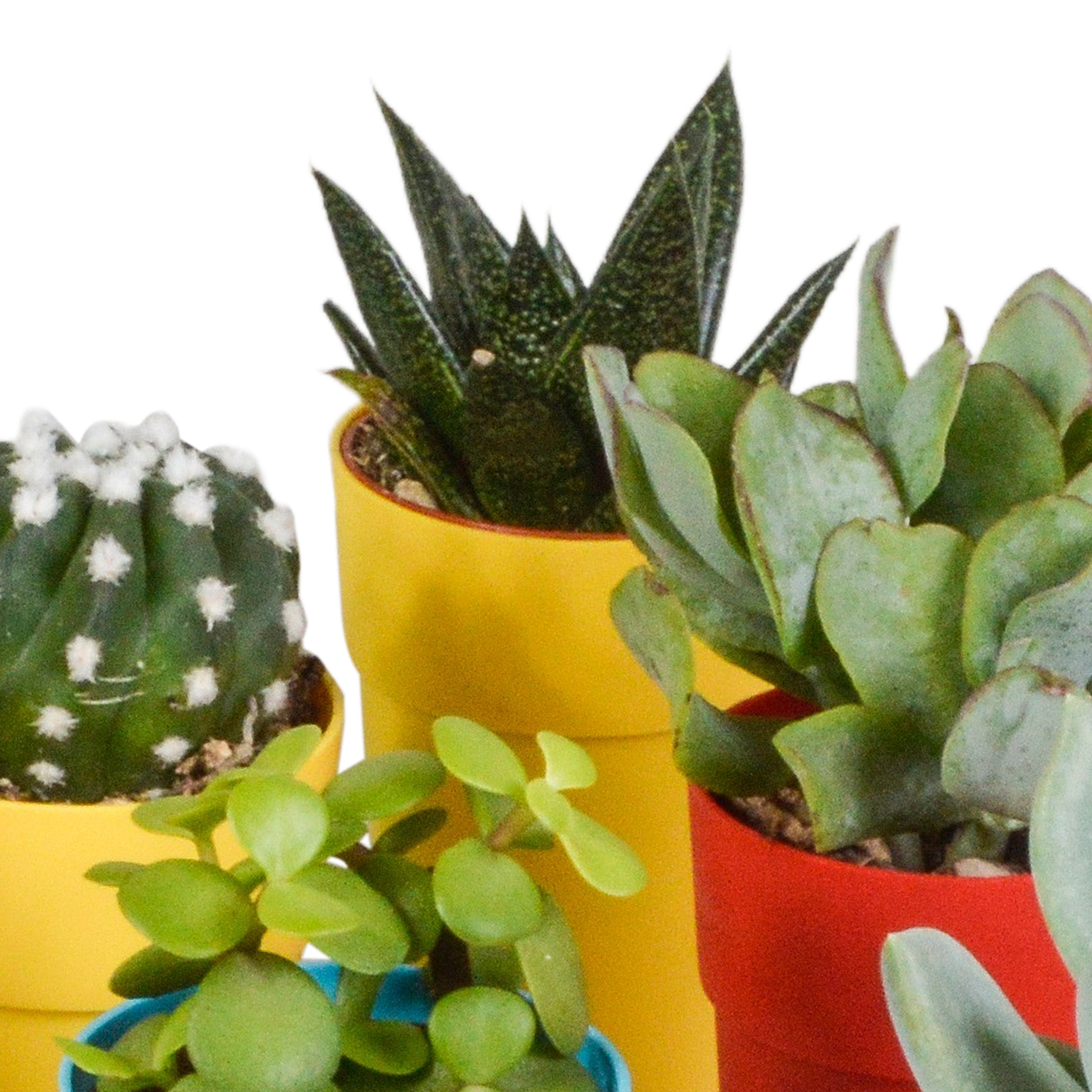 Bunte Kakteen- und Sukkulenten-Mischung 15er Set 5,5 cm